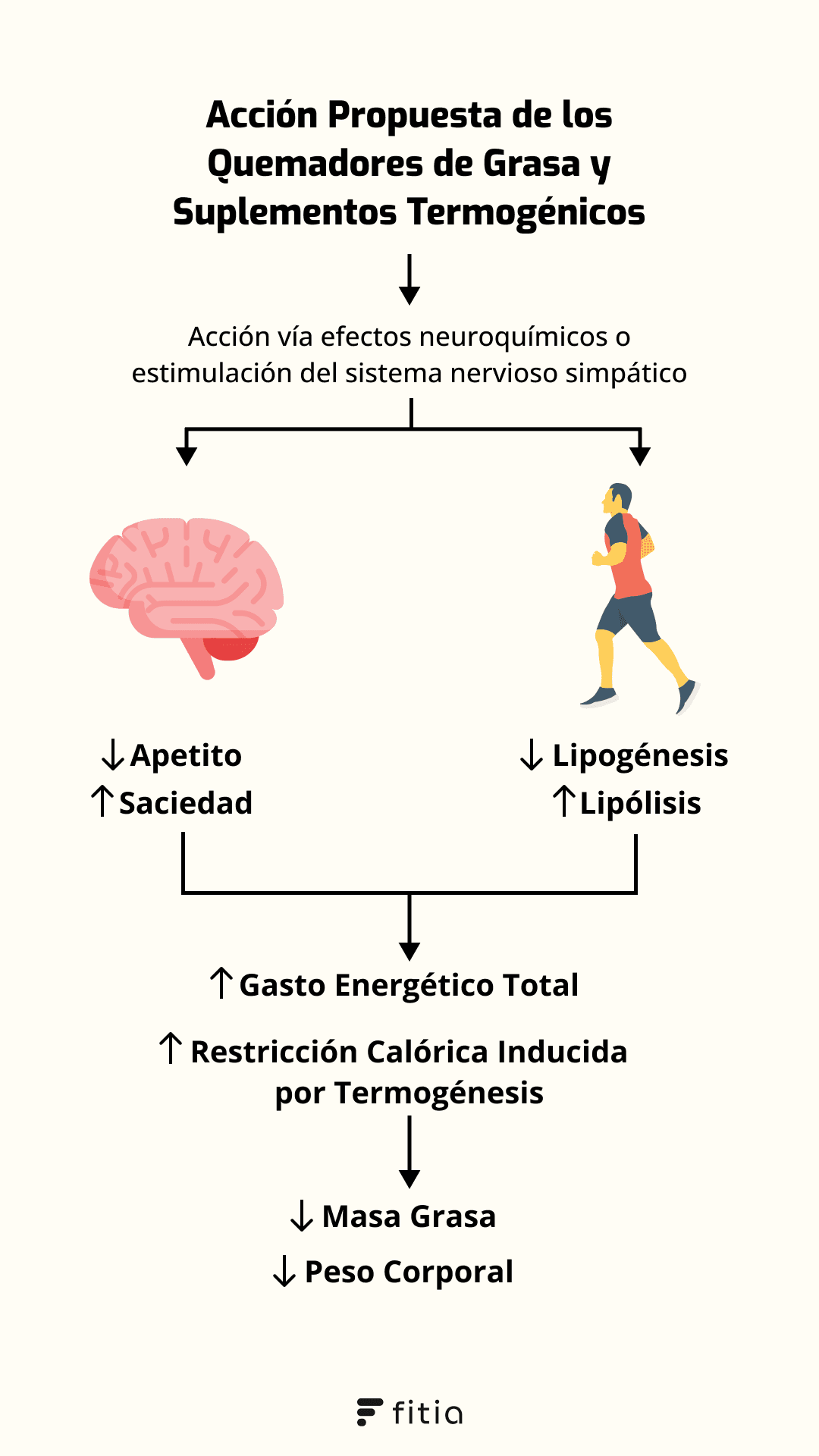 ¿Cómo funcionan los quemadores de grasa?