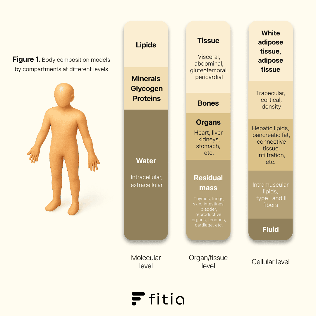 Graphic showing body composition compartments at molecular, organ and cellular levels with a simple human figure and labeled columns for lipids, minerals, water, tissues and adipose tissue.