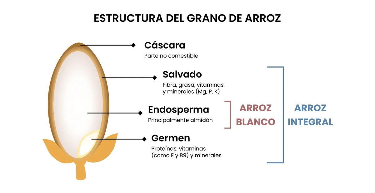 arroz blanco vs arroz integral