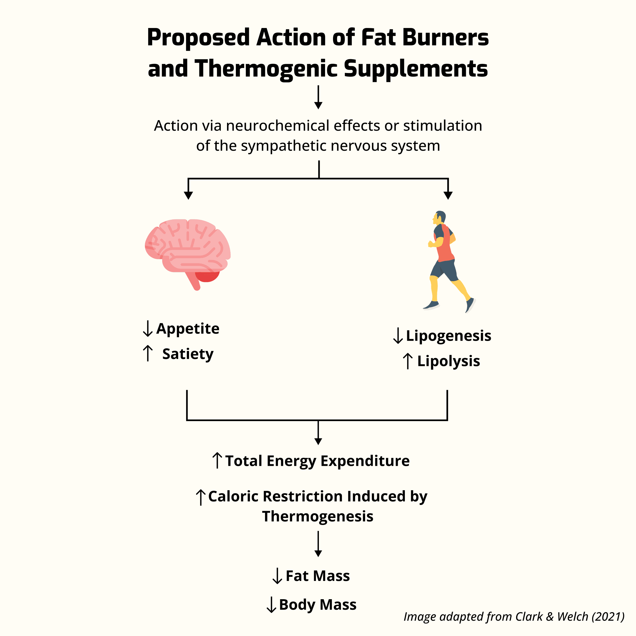 how fat burners and thermogenic supplements reduce appetite and increase fat burning