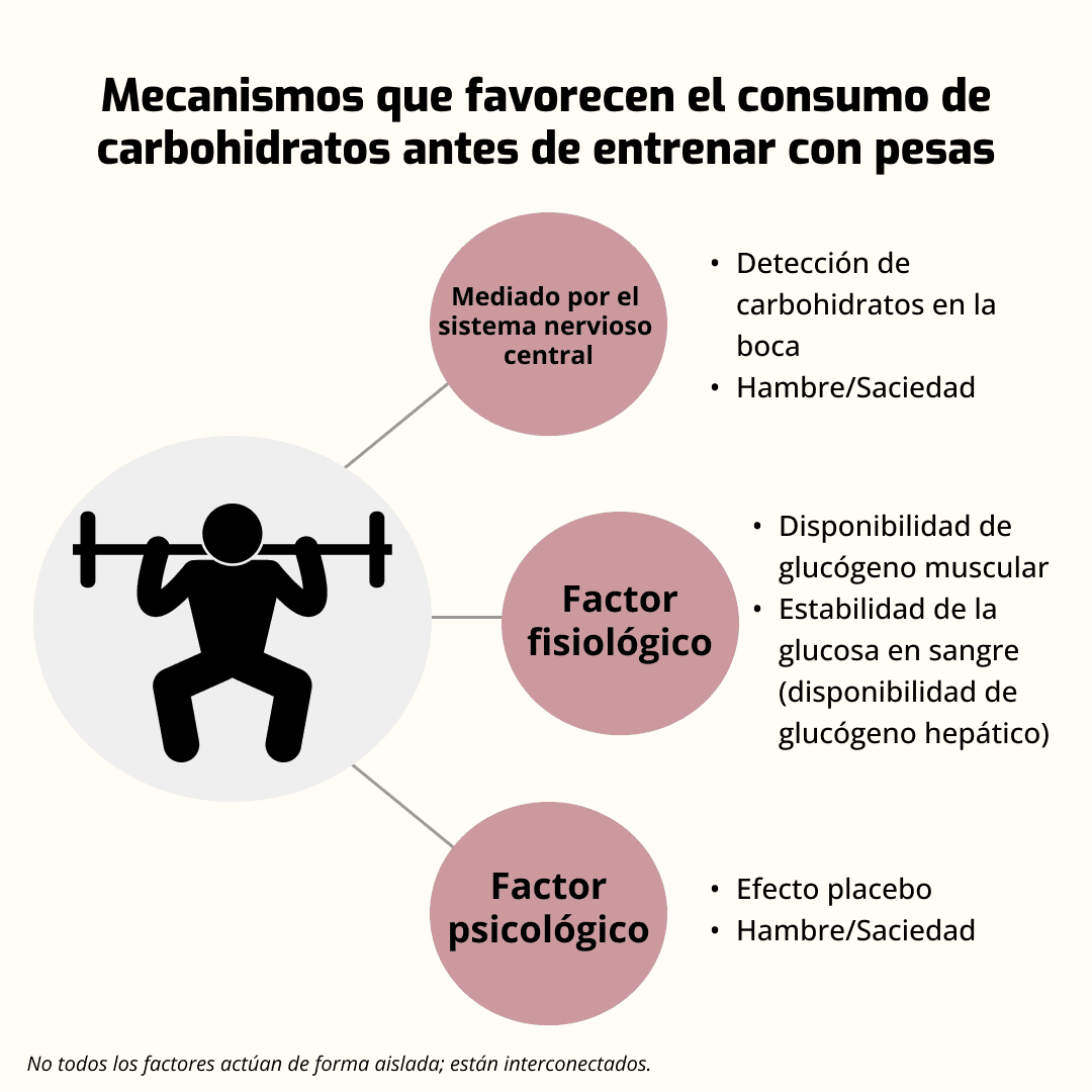 Infografía sobre los mecanismos que favorecen el consumo de carbohidratos antes de entrenar con pesas. Incluye factores psicológicos, fisiológicos y del sistema nervioso central relacionados con glucógeno, saciedad y rendimiento.