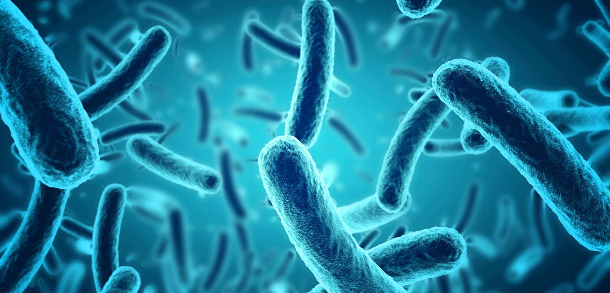 microbiota dieta