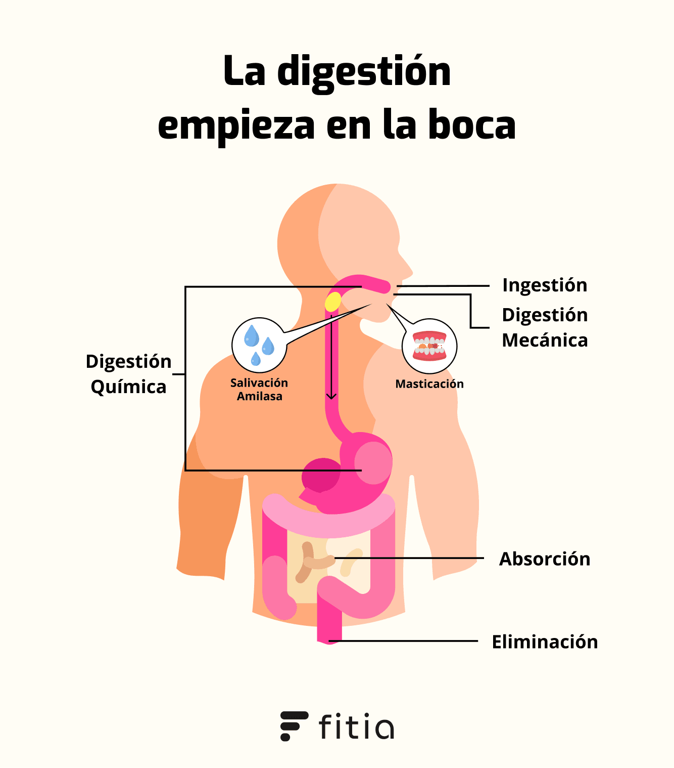 Inicio de la digestión en la boca con masticación y amilasa