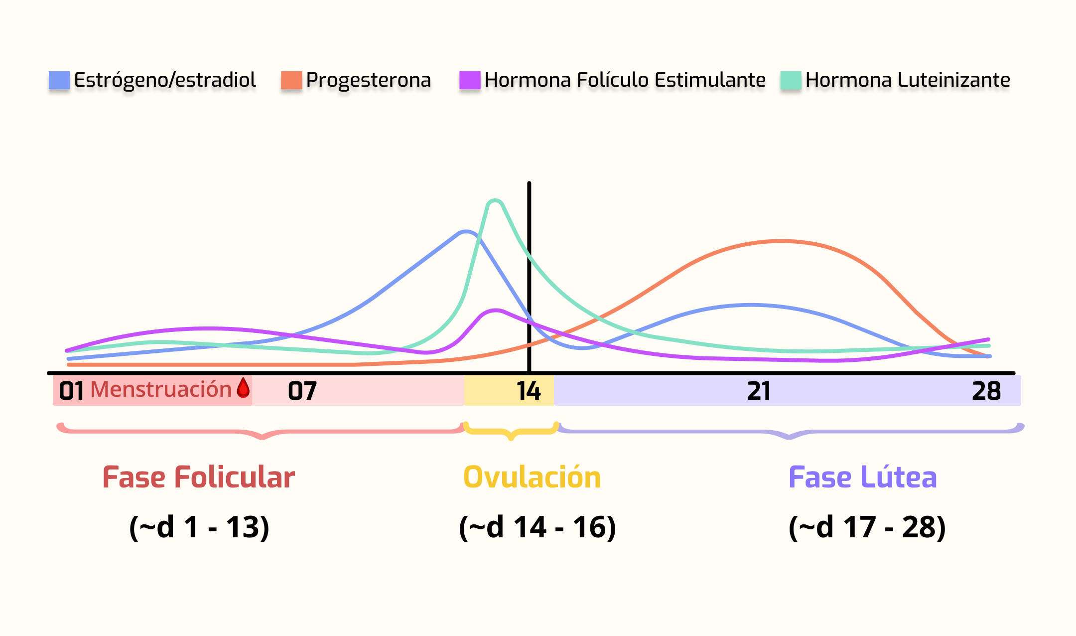 hormonas durante el ciclo menstrual