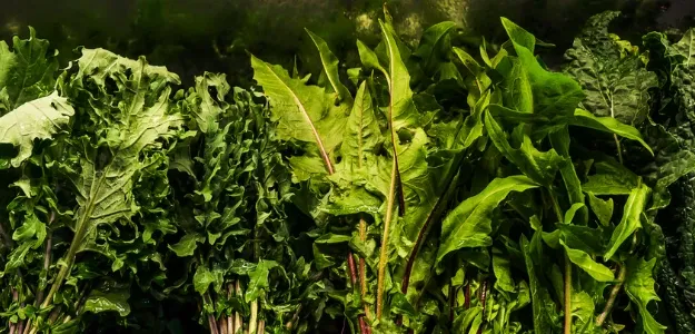 hojas verdes, espinaca