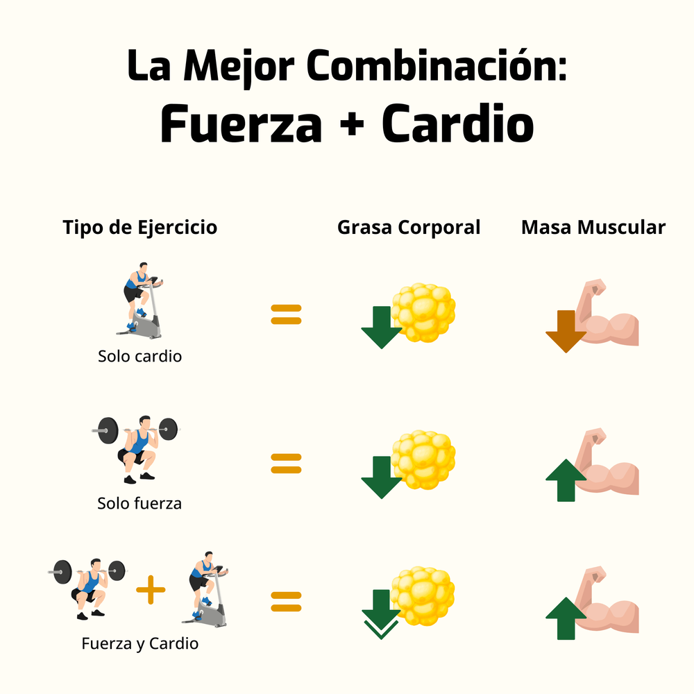 Ejercicios: solo cardio, solo fuerza y fuerza + cardio, con efectos en grasa y masa muscular.