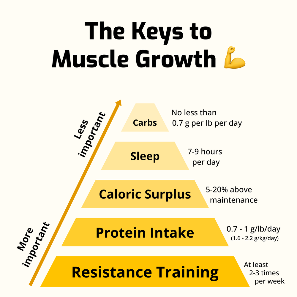 Keys to muscle gain