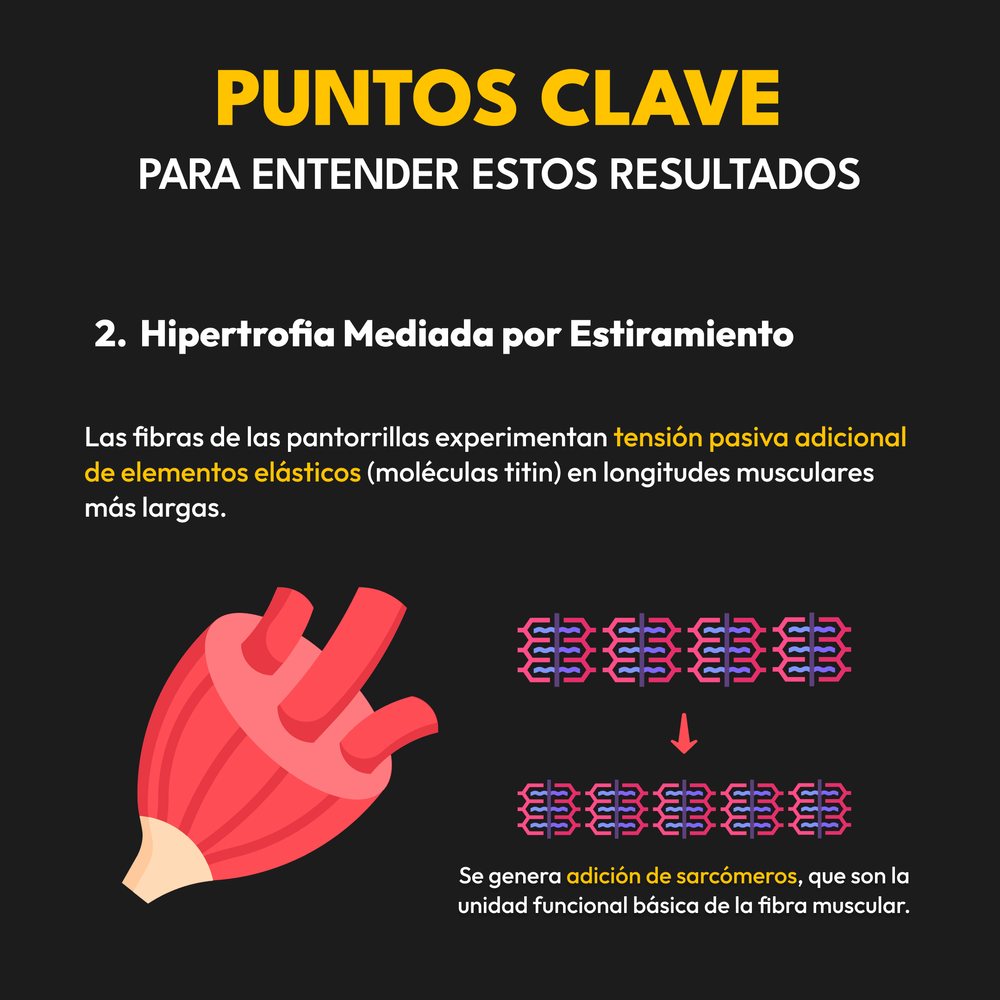 Nueva Evidencia Científica Transforma el Entrenamiento de Pantorrillas (3)