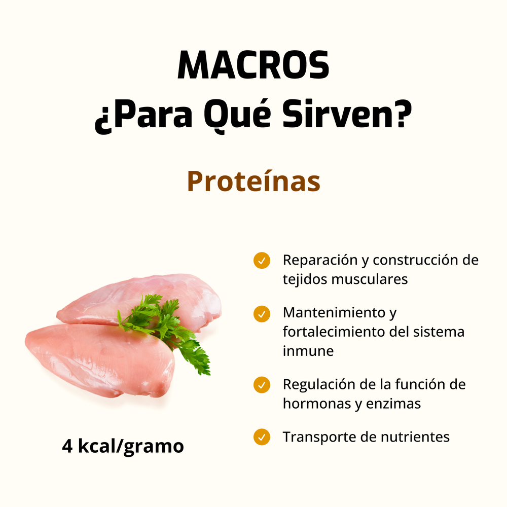 Descubre la importancia de las proteínas