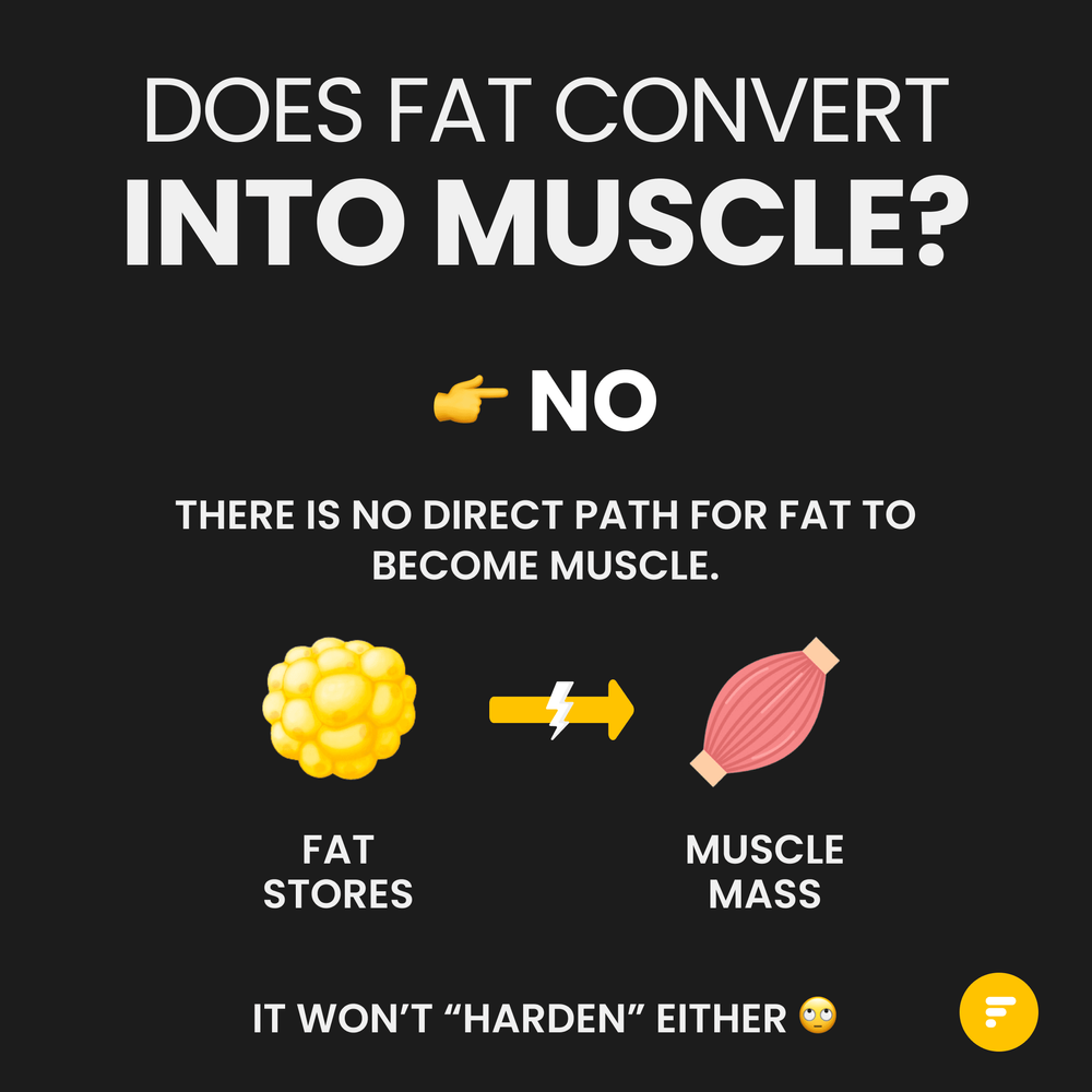 Does Fat Convert Into Muscle? (1)