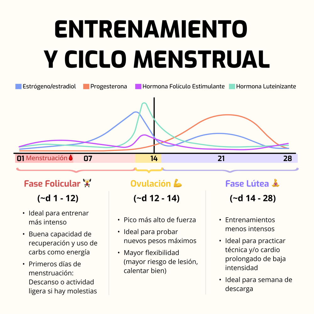  Tu Entrenamiento Según las Fases del Ciclo Menstrual