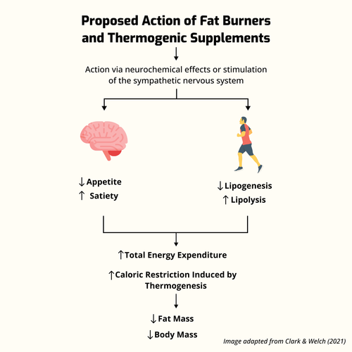How Do Fat Burners Work?