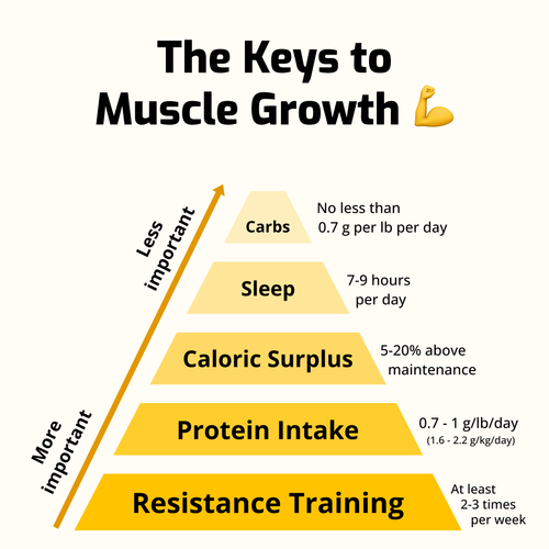 Keys to muscle gain