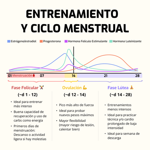 Tu Entrenamiento Según las Fases del Ciclo Menstrual